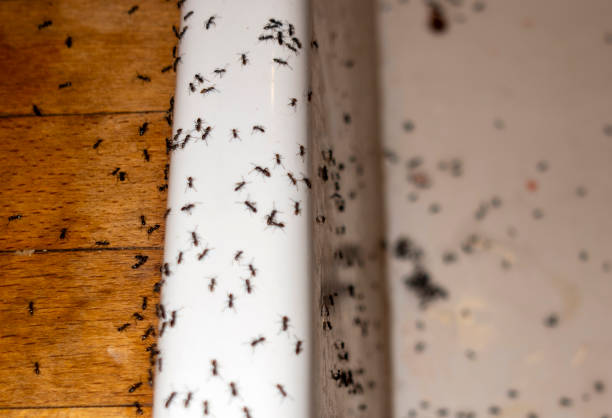 Best Rat Extermination Near Me  in Holland, TX
