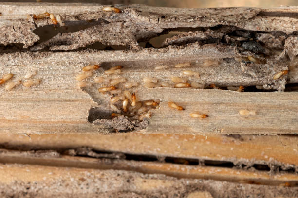 Best Best Pest Control Companies  in Holland, TX