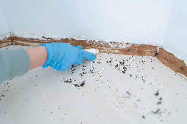 Best Rat Extermination Near Me  in Holland, TX
